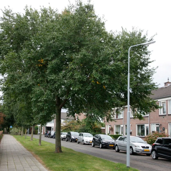 Ulmus ×hollandica 'Pioneer' – Hollandse iep (cv)