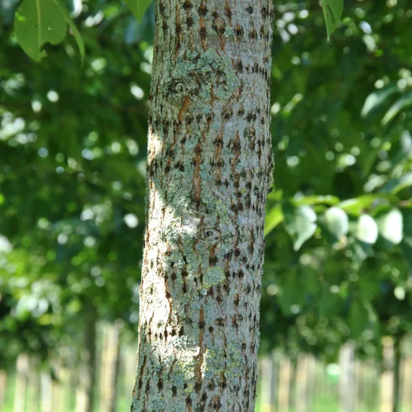 Ulmus 'New Horizon'