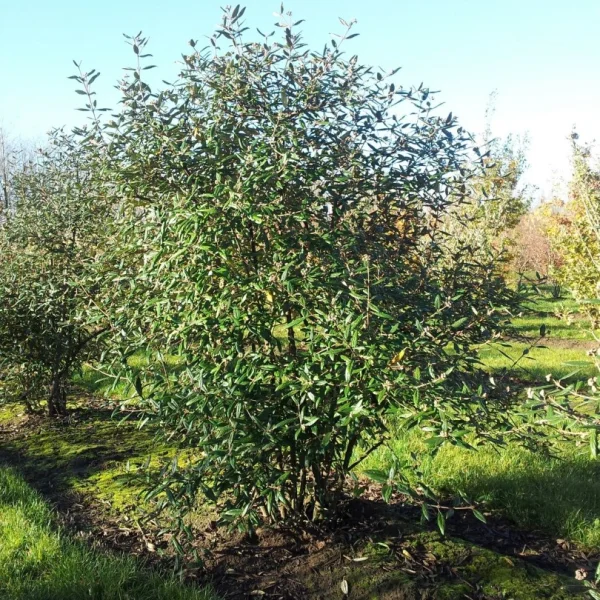 Viburnum burkwoodii