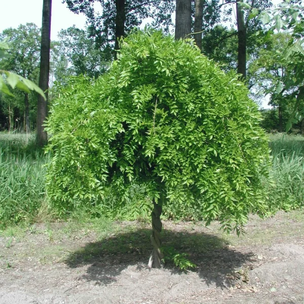 Wisteria sinensis – Chinese blauwe regen