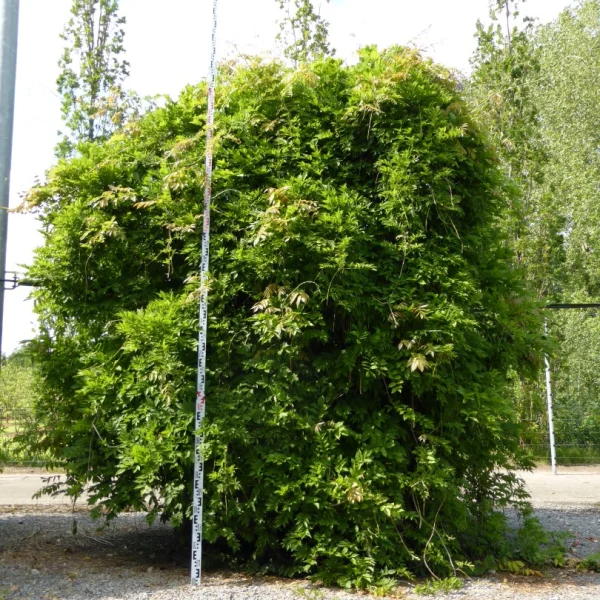 Wisteria sinensis 'Prolific' – Chinese blauweregen (cv)