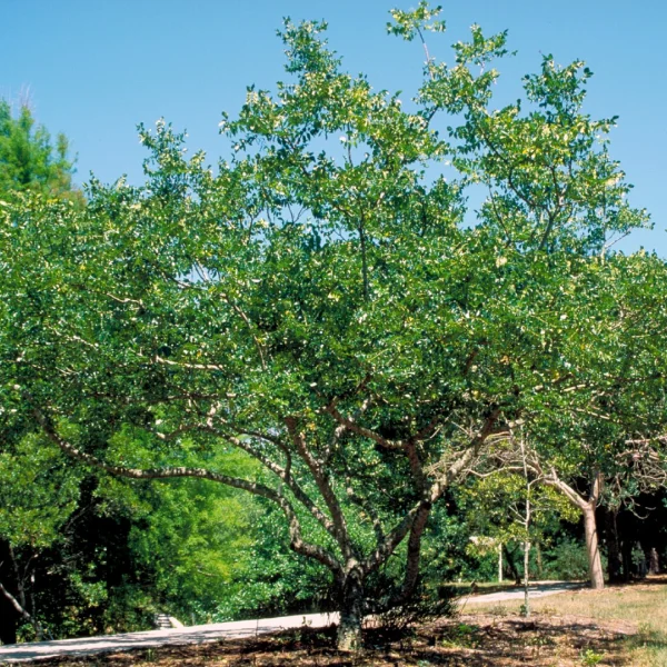 Zanthoxylum americanum – Peperboom
