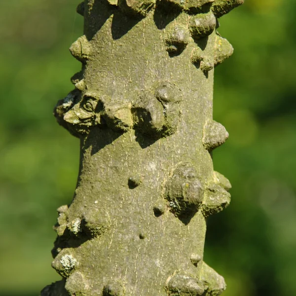 Zanthoxylum schinifolium