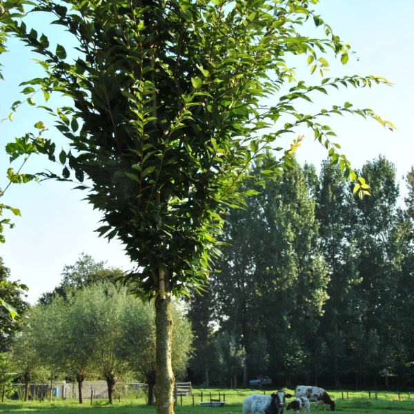 Zelkova serrata 'Fastigiata' – Zuil-schijniep 