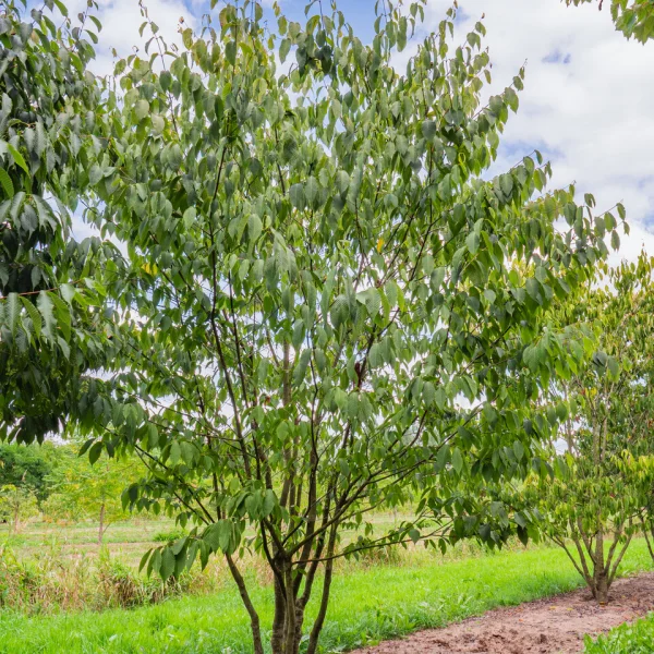 Acer carpinifolium &ndash; Haagbeukbladige esdoorn
