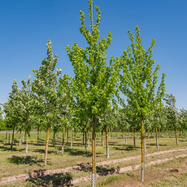 Acer campestre 'Baronne' &ndash; Veldesdoorn (cv)