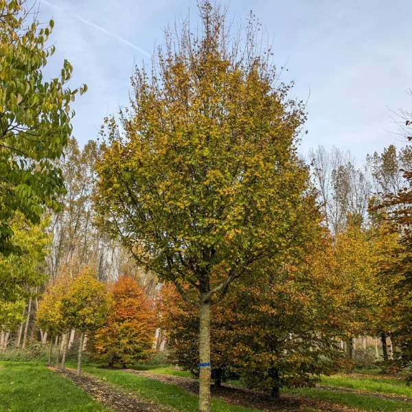 Acer campestre 'Elsrijk' &ndash; Veldesdoorn (cv)