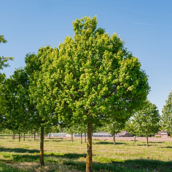 Acer campestre 'Eco Sentry' &ndash; Veldesdoorn (cv)