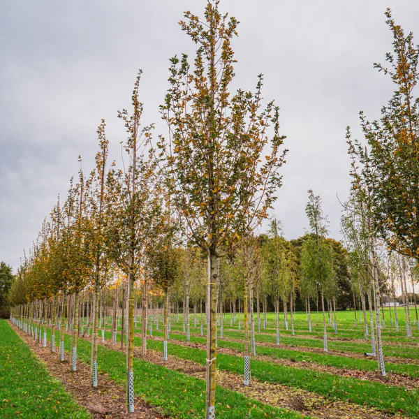 Acer campestre 'Huibers Elegant' &ndash; Veldesdoorn (cv)