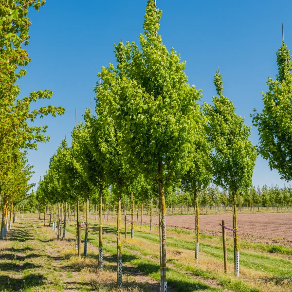 Acer campestre 'Narrow Lane' PBR &ndash; Vederesdoorn (cv)