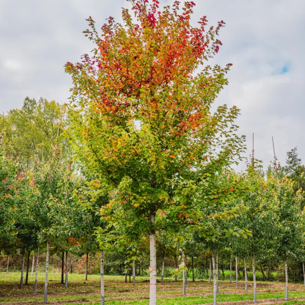 Acer ×freemanii AUTUMN BLAZE ('Jeffersred')