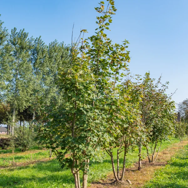 Acer opalus &ndash; Italiaanse esdoorn