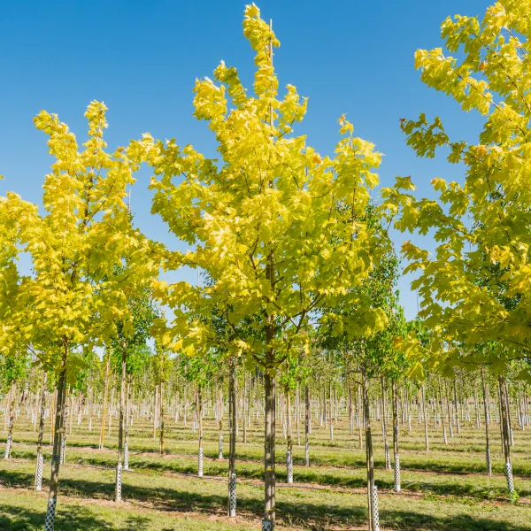 Acer platanoides 'Princeton Gold'