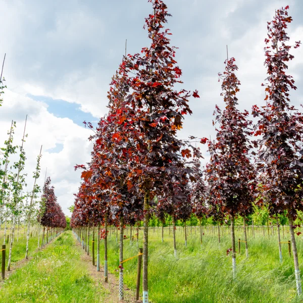 Acer platanoides 'Royal Red' &ndash; Roodbladige Noorse esdoorn (cv)