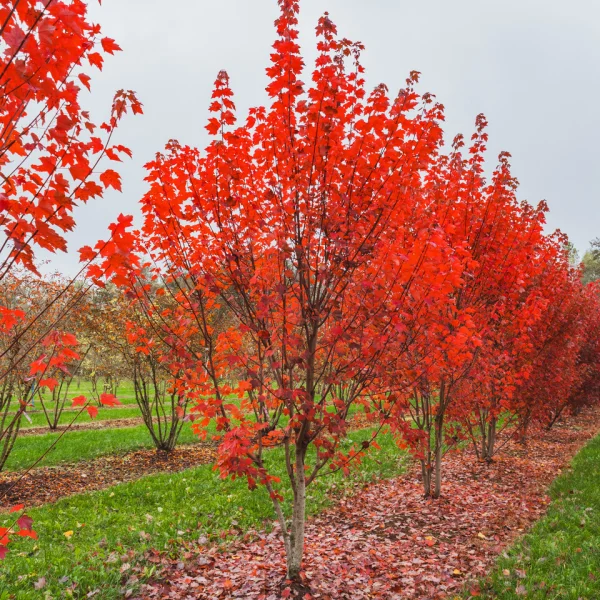 Acer rubrum 'Brandywine' – Rode esdoorn (cv)