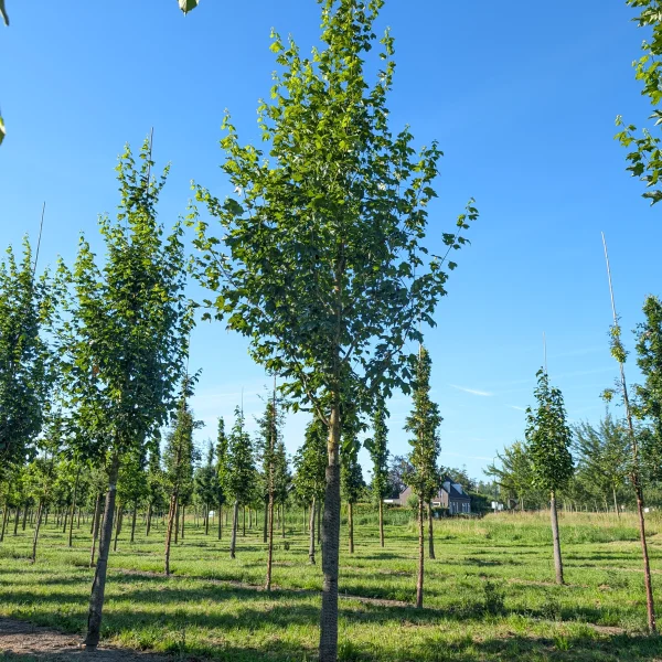 Acer saccharum BELLE TOWER ('Reba') &ndash; Suikeresdoorn (cv)