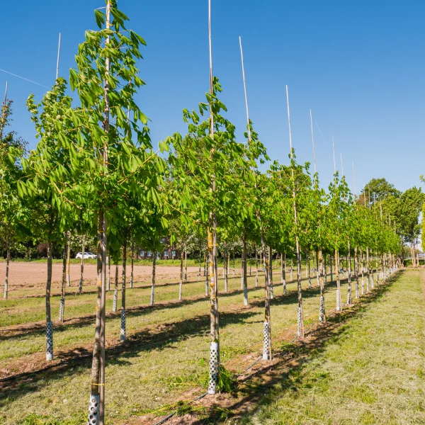 Aesculus flava 'Vestita' &ndash; Amerikaanse paardenkastanje, Gele pavia (cv)