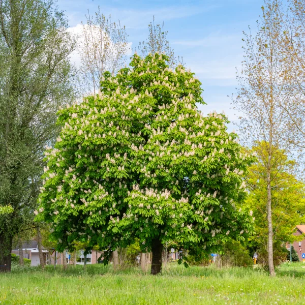 Aesculus hippocastanum &ndash; Witte paardenkastanje