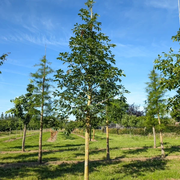 Aesculus 'Homestead' &ndash; Paardenkastanje (cv)