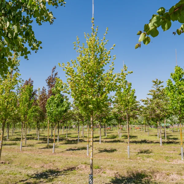 Alnus incana 'Aurea' &ndash; Goudels