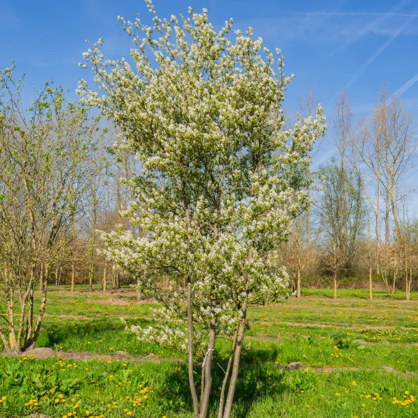 Amelanchier 'Ballerina' &ndash; Krentenboompje (cv)