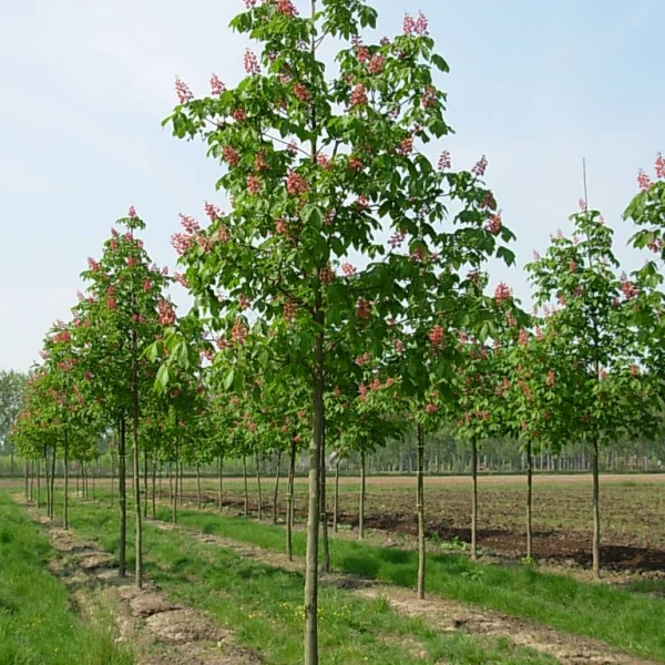 Aesculus ×carnea – Rode paardenkastanje