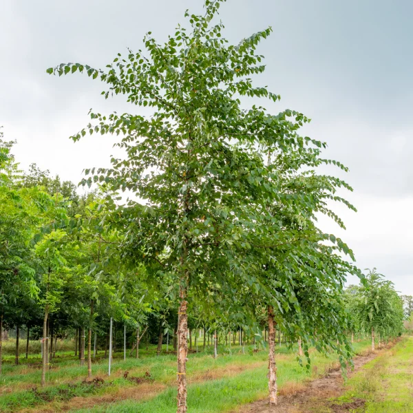 Betula nigra &ndash; Zwarte berk of Rode berk