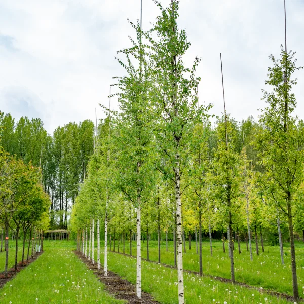 Betula pendula 'Zwitsers Glorie' – Ruwe berk (cv)