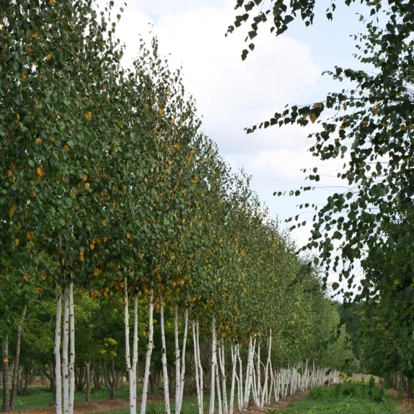 Betula utilis 'Doorenbos' – Witte himalayaberk (cv)