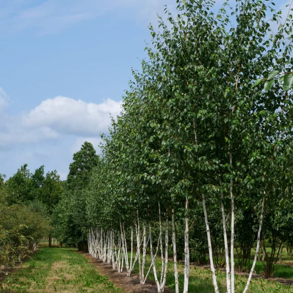 Betula utilis var. jacquemontii &ndash; Witte himalayaberk