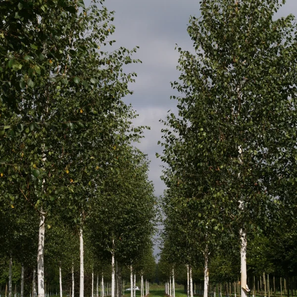 Betula utilis var. jacquemontii – Witte himalayaberk