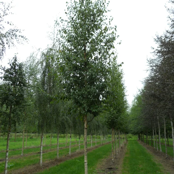 Betula ermanii – Goudberk