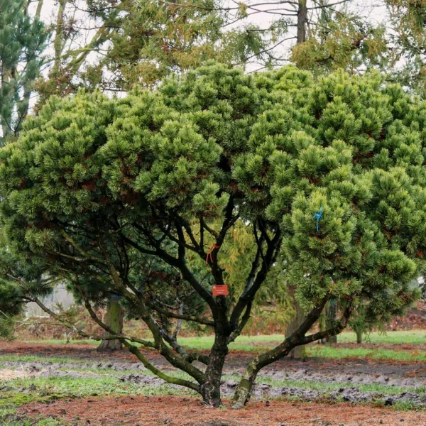 Pinus mugo mughus – Dwergden, Bergden (v)