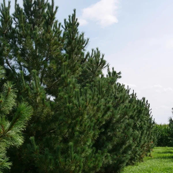 Pinus peuce – Balkanden