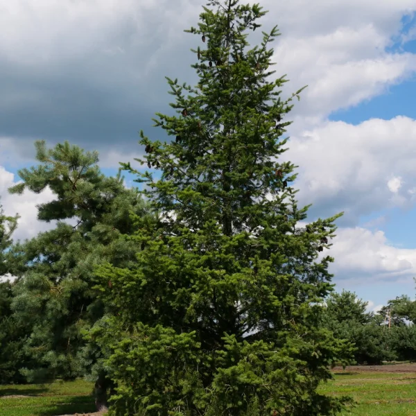 Pseudotsuga menziesii – Douglasspar