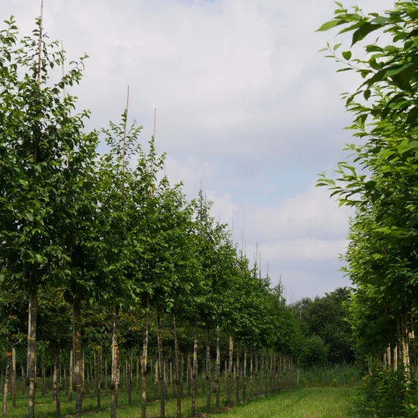 Ostrya carpinifolia 'F.C. Moree' – Europese hopbeuk (cv)