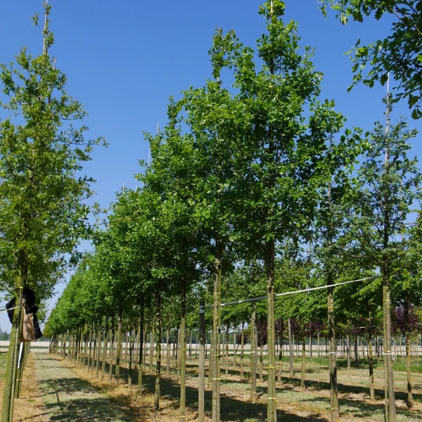 Quercus petraea 'Ryan'