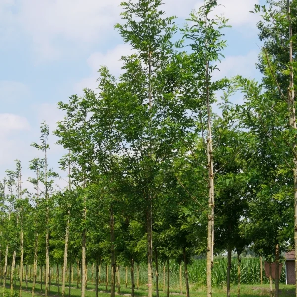 Robinia ambigua 'Decaisneana'
