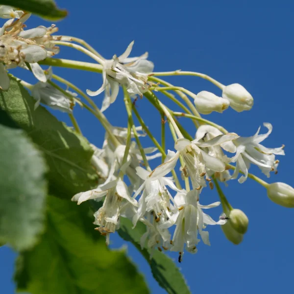 Staphylea trifolia – Amerikaanse pimpernoot