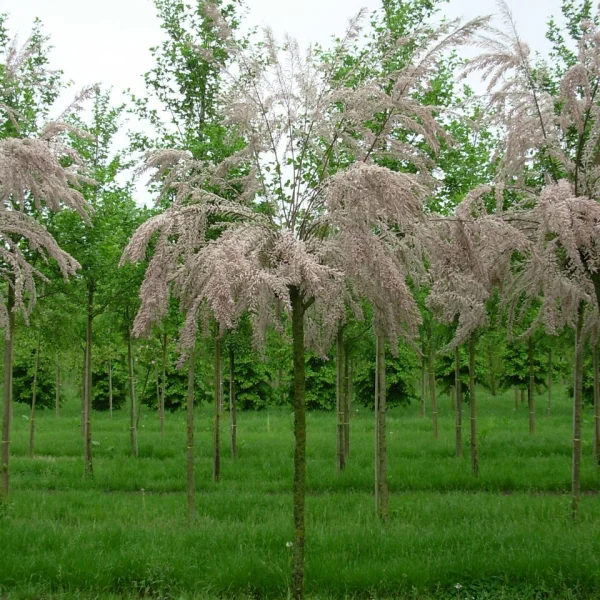Tamarix gallica – Franse tamarisk