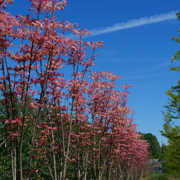 Toona sinensis – Chinese mahonieboom
