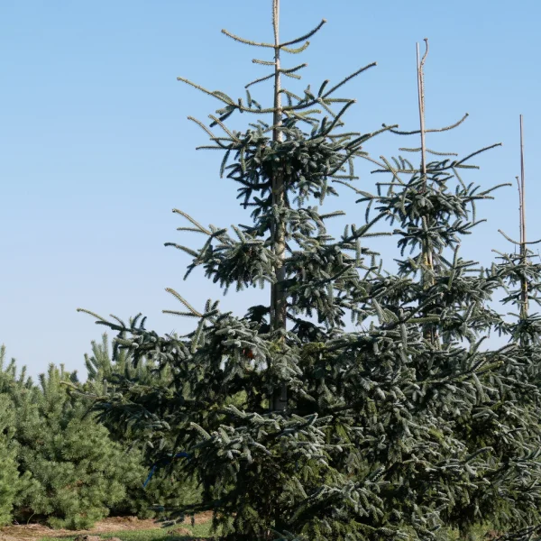 Abies pinsapo 'Glauca' – Spaanse den (cv)