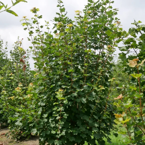 Acer opalus – Italiaanse esdoorn