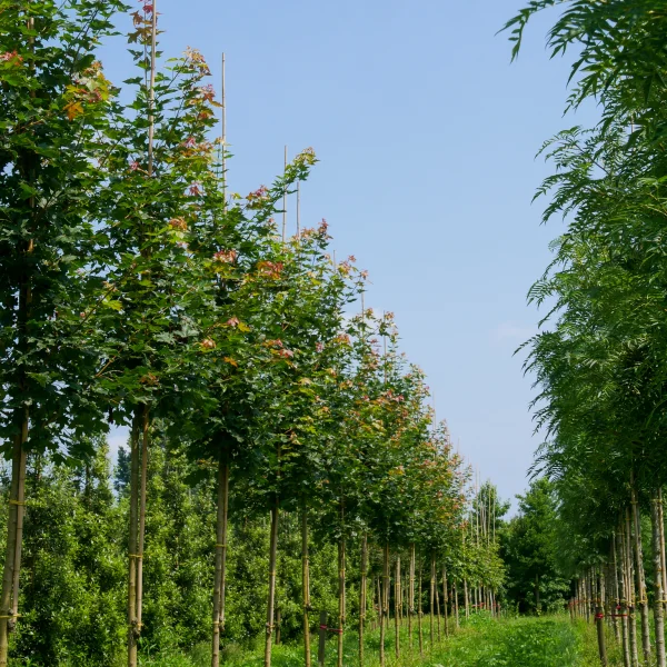 Acer truncatum PACIFIC SUNSET ('Warrenred')