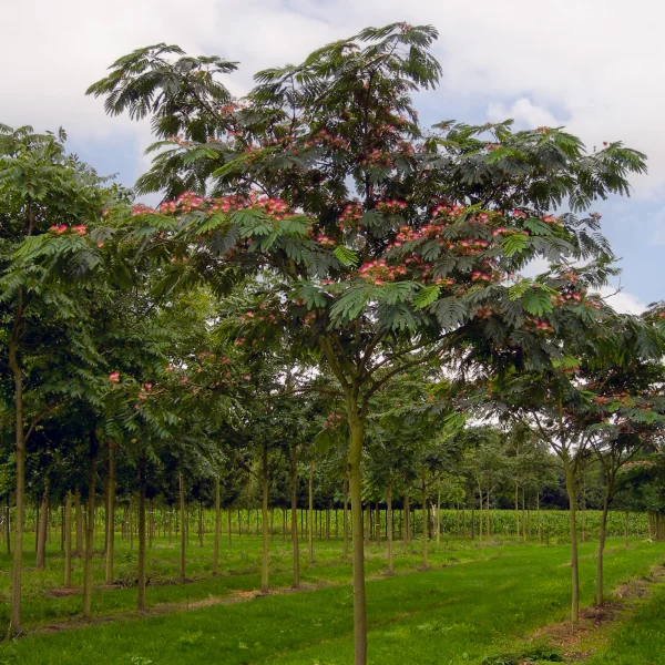 Albizia julibrissin – Perzische slaapboom