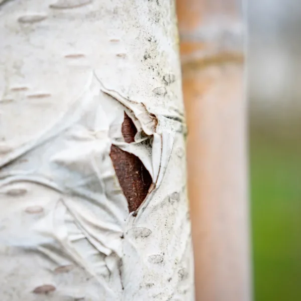 Betula utilis 'Doorenbos' – Witte himalayaberk (cv)