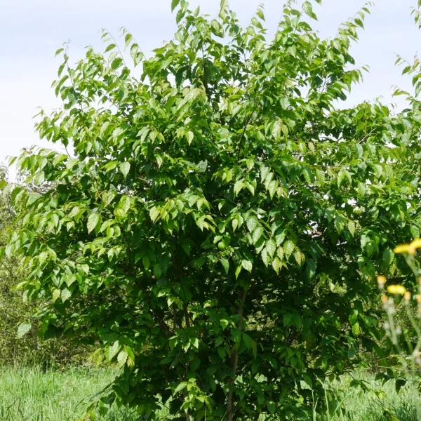 Carpinus caroliniana 'Red Fall'