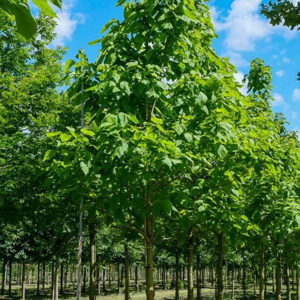 Catalpa speciosa – Grootbloemige trompetboom