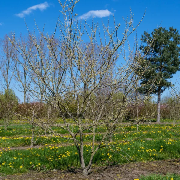 Cercis canadensis 'Royal White' – Amerikaanse Judasboom (cv)