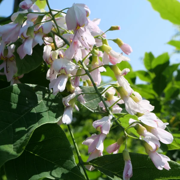 Cladrastis kentukea 'Perkin's Pink' – Geelhout (cv)